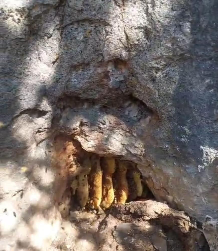 Kayanın Içinden Çıkan Doğal Bal Şaşırttı