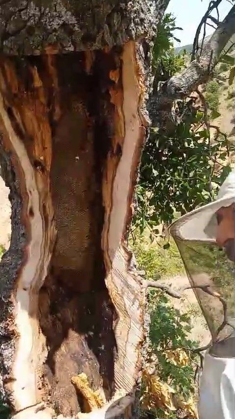 Kuru Ağacın Gövdesi Bal Kovanına Dönüştü 1
