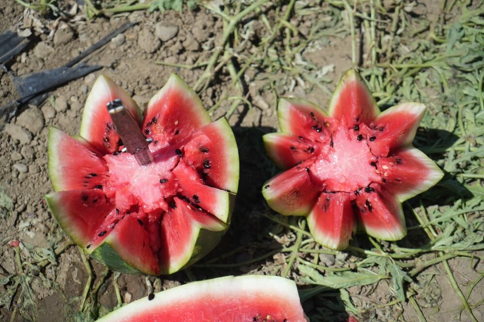 Muş Ovası'nda Karpuz Hasadı Başladı 3