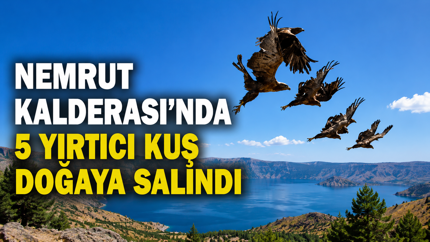Nemrut Kalderası'nda 5 yırtıcı kuş doğaya salındı