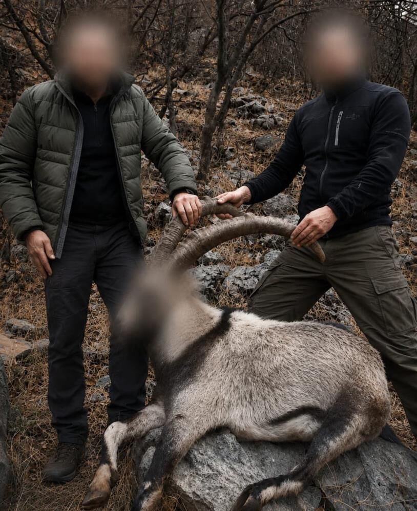Siirt'te 5 Yaban Keçisini Avladılar; 6 Yıl Sonra Tespit Edildiler 1