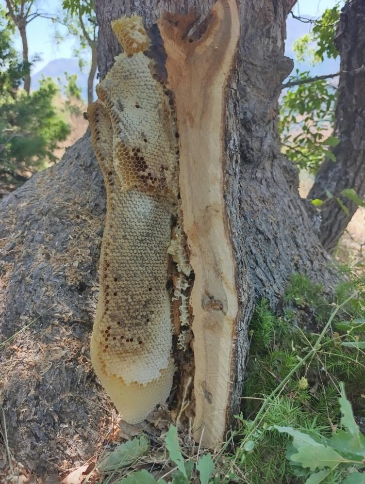 Ağacın Içinden Çıktı! Elazığ'da Kilolarca Doğal Bal Bulundu 1