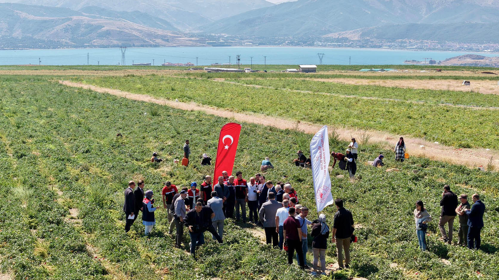 Bitlis'te Domates Hasadı Yapıldı, Üretimde Bölgede Lider, Türkiye’de 7’Nci Sırada 2