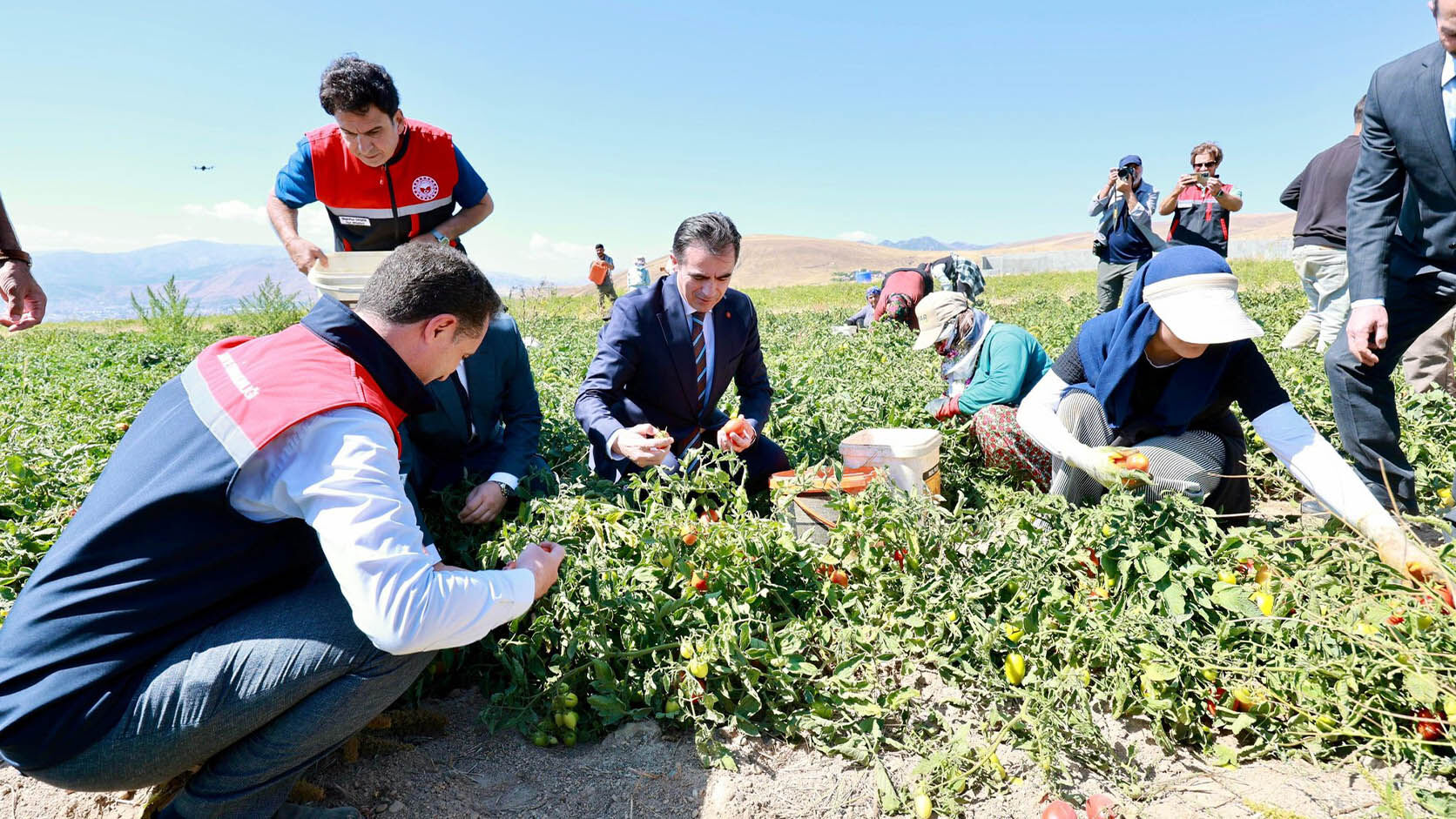Bitlis'te Domates Hasadı Yapıldı, Üretimde Bölgede Lider, Türkiye’de 7’Nci Sırada