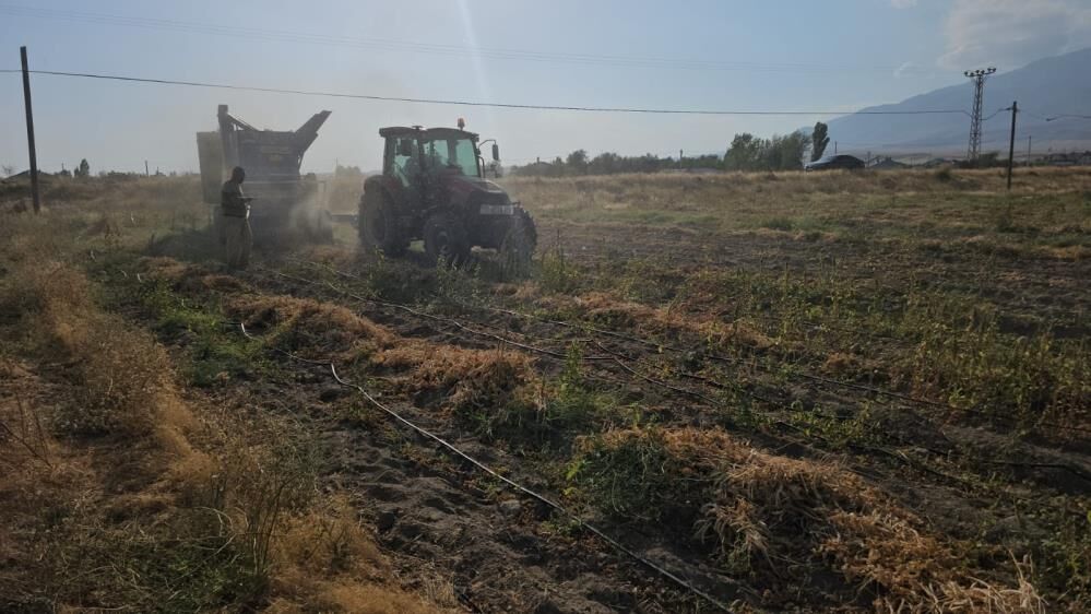 Bitlis'te Tarlalar Hareketlendi Fasulyenin Kilosu Bakın Ne Kadar Oldu 3