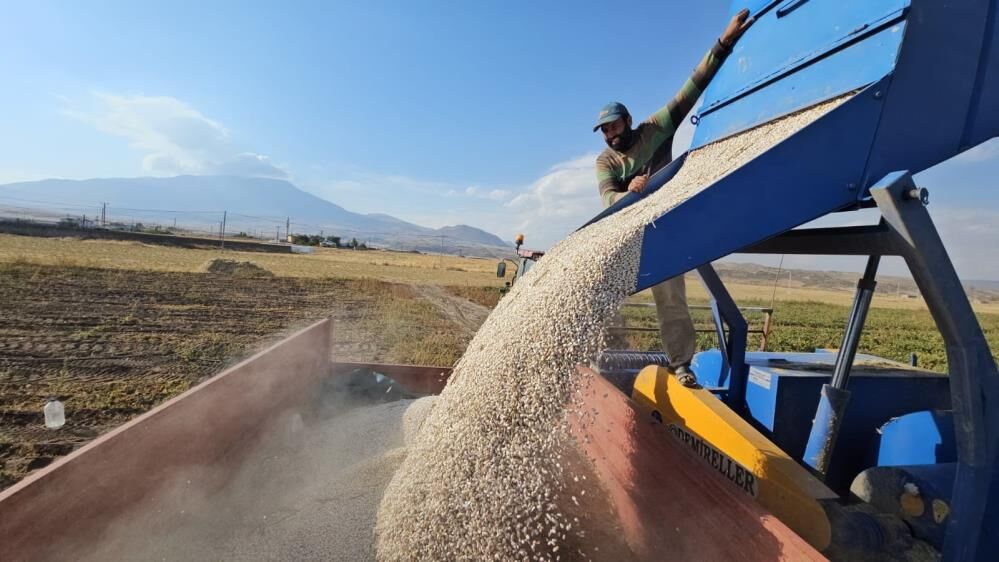 Bitlis'te tarlalar hareketlendi: Fasulyenin kilosu bakın ne kadar oldu?