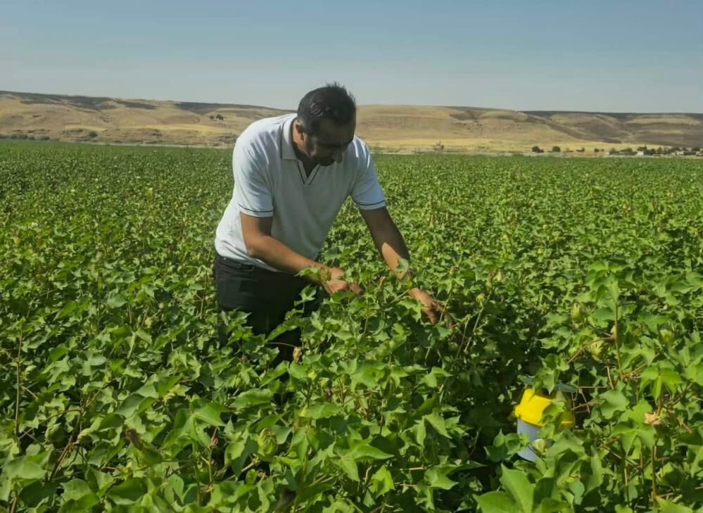 Cizre'de pamuk rekoltesini korumak için feromon tuzakları kullanılıyor
