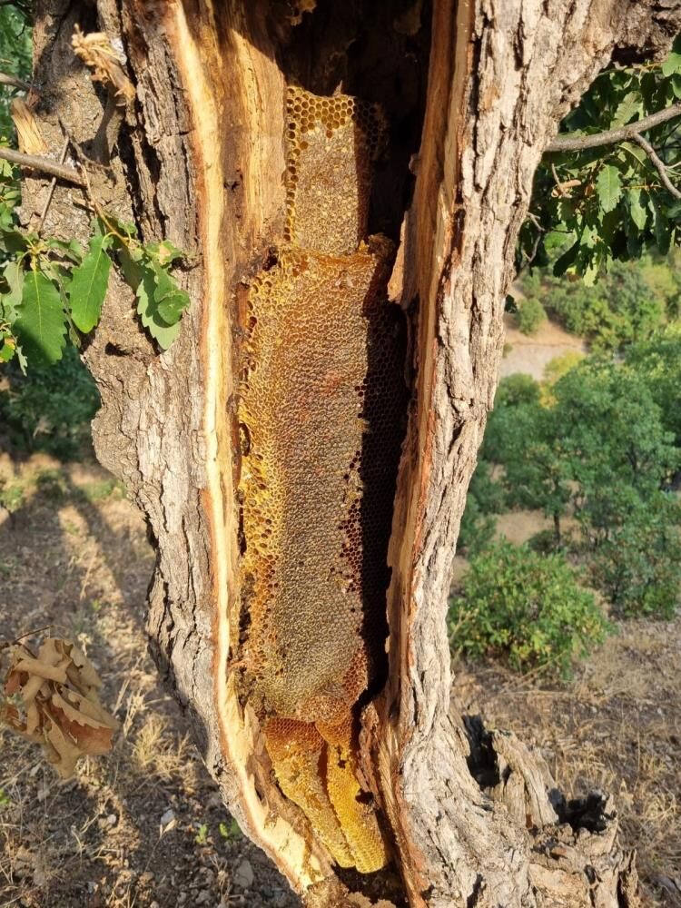 Elazığ'da Ağacın Gövdesinden Kilolarca Bal Çıktı-1