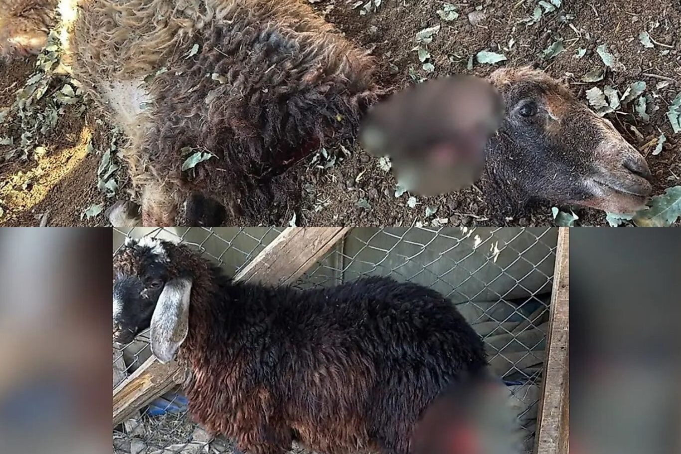 Gece ağıla giren köpekler 3 kuzuyu telef etti