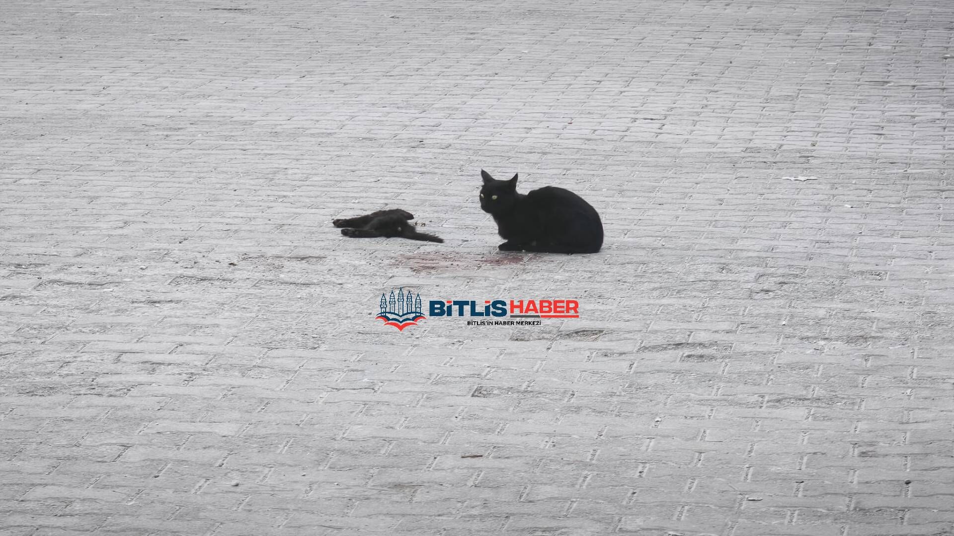 Bitlis’te anne kedinin telef olan yavrusunun başındaki bekleyişi duygulandırdı