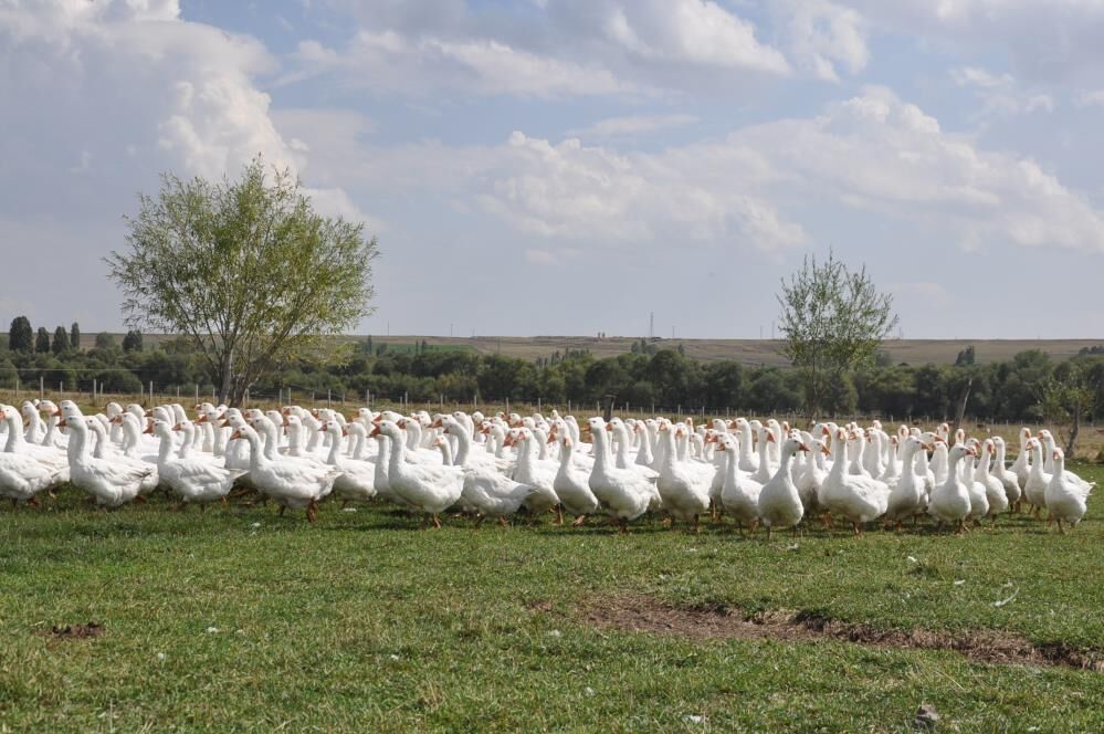 Kars Kazı Ne Zaman Kesiliyor Kar Yağışı Mı Bekleniyor 3