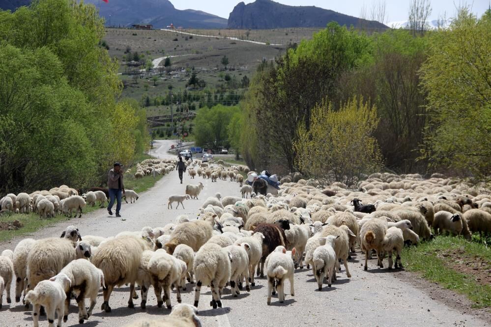 Munzur Yaylalarında Dönüş Zamanı Göçerler Sürüleriyle Yola Çıktı 1