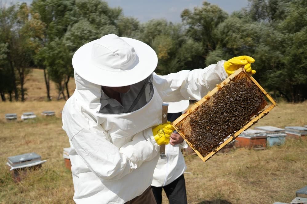 Muş'ta Bal Bereketi 290 Bin Kovandan Yaklaşık 700 Ton Bal Çıktı 1