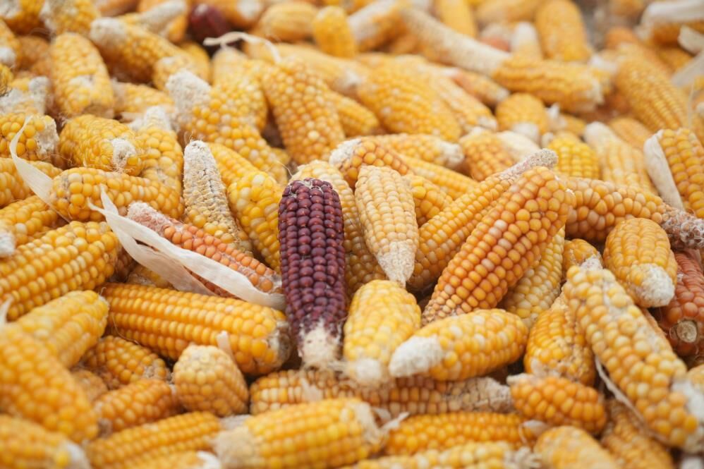 Muş'ta Zamana Direnen Hasat! Mısırlar Orakla Biçiliyor, Sopalarla Dövülüyor 1