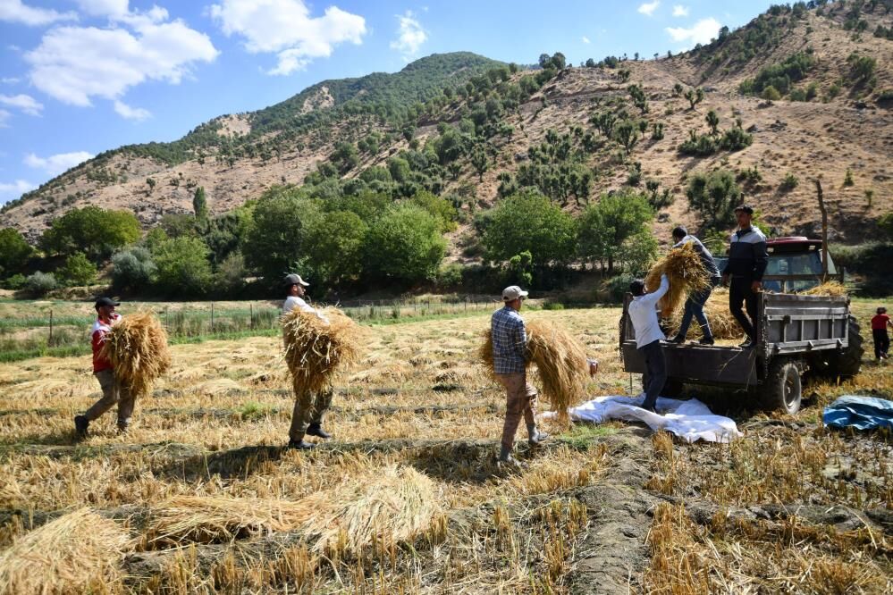 Ne Traktör Ne Makine Bitlis'te 250 Yıllık Çeltik Geleneği 1