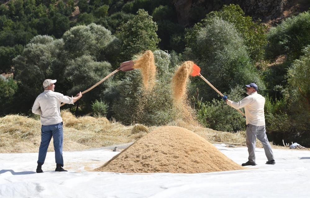 Ne Traktör Ne Makine Bitlis'te 250 Yıllık Çeltik Geleneği 3