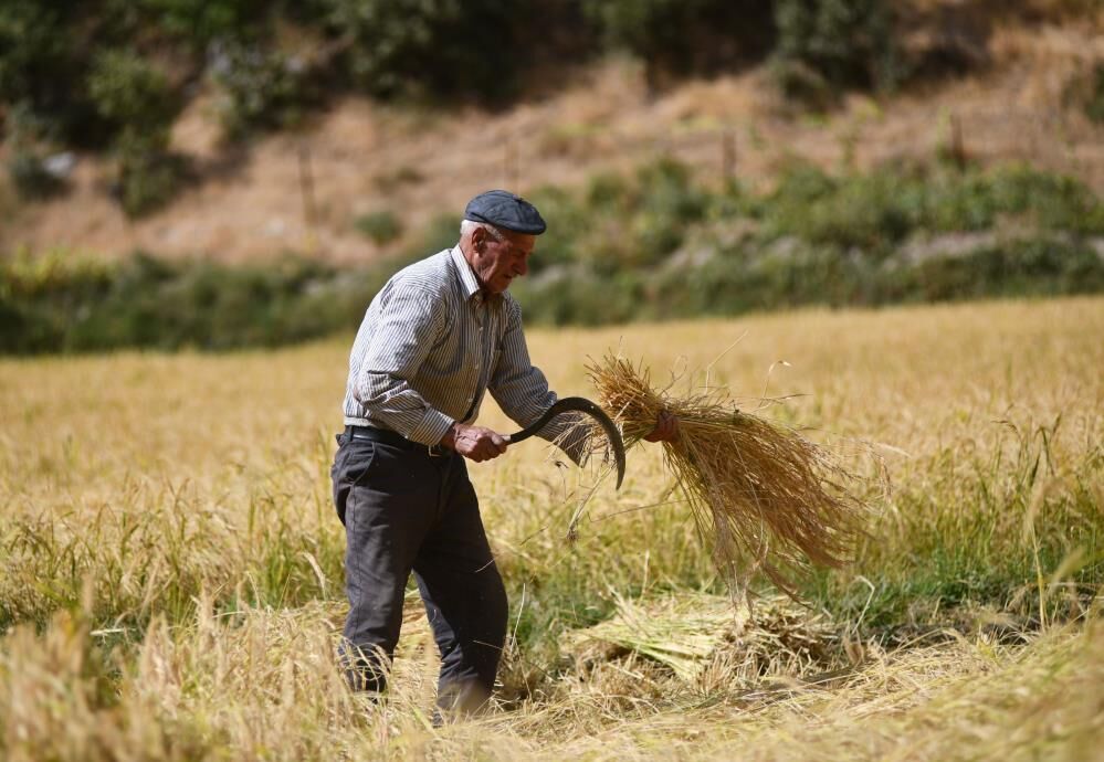 Ne traktör ne makine: Bitlis'te 250 yıllık çeltik geleneği
