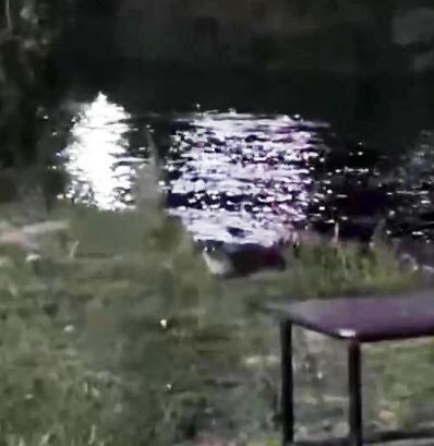 Nesli Tehlike Altında! Dicle Nehri'nde Su Samuru Görüntülendi