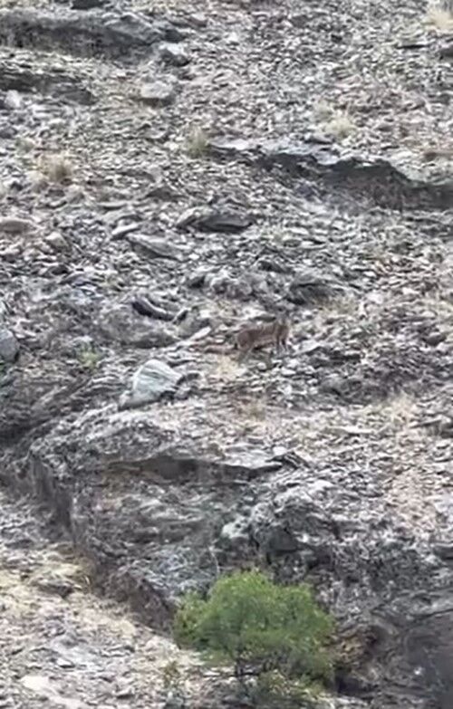 Piknik yapmak için gittiler, karşılarına vaşak çıktı!