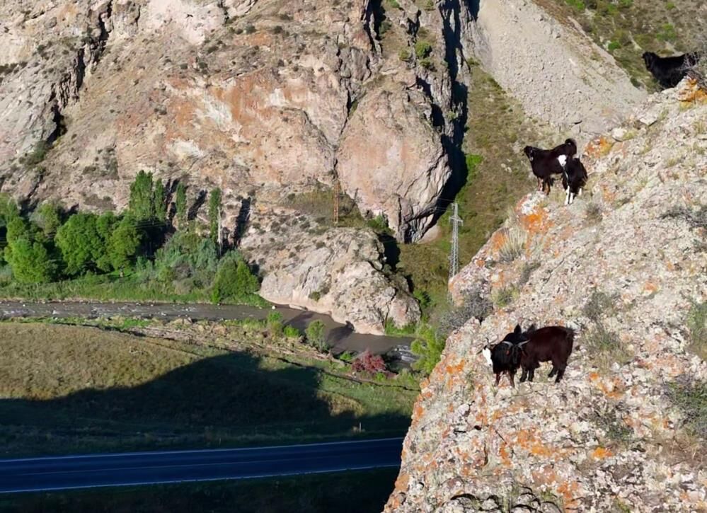 "Tekno Çoban" keçileri için drone kaldırıyor