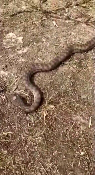 Yılanlar Bu Kez Çarşı Ve Mahallelerde Ortaya Çıktı Kameraya Yansıdı
