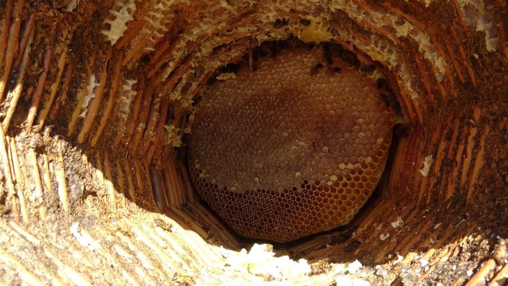 Bitlis'in Altın Ödüllü Balında Hasat Zamanı Yaklaşık 100 Bin Karakovan Bulunuyor 5