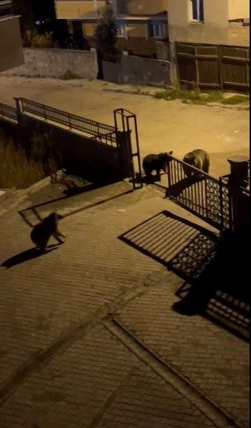 Boz Ayılar Sokaklara Indi! Vatandaşın Sözleri Güldürdü-1
