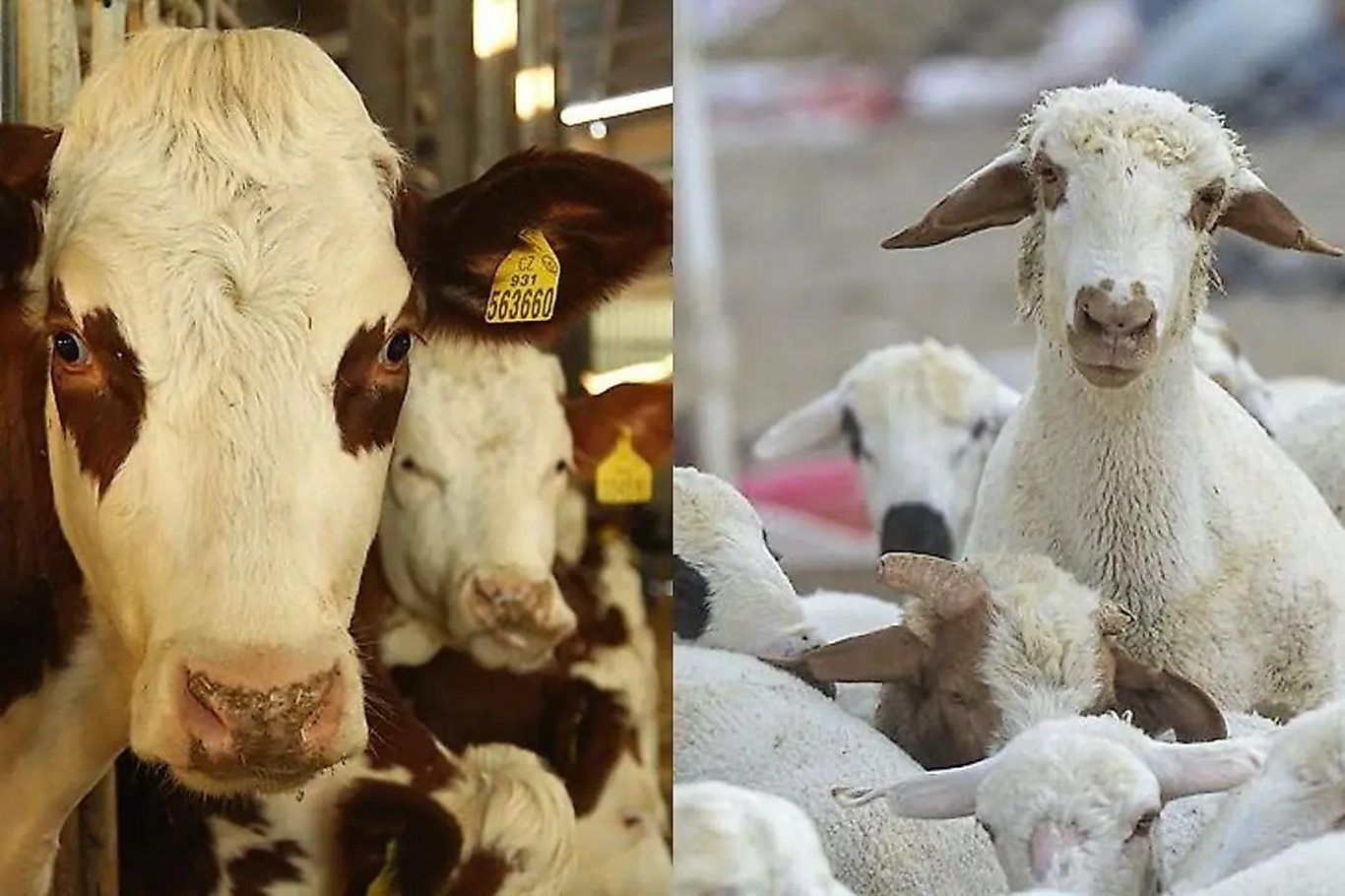 Siirt’te Yetiştiriciler Dikkat! Destek Başvurularında Son Gün 1 Aralık