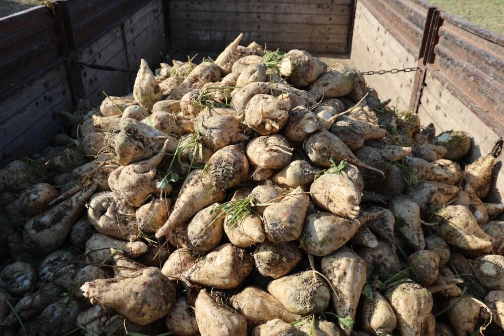 Çiftçi Tarlaya Indi Elazığ'da Şeker Pancarında Hasat Bereketi 1
