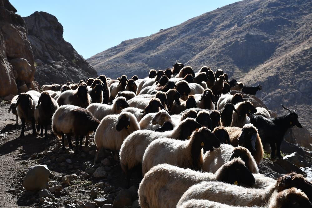 Faraşin Yaylası'ndan İdil'e Uzanan 20 Günlük Göç Yolculuğu Başladı 1