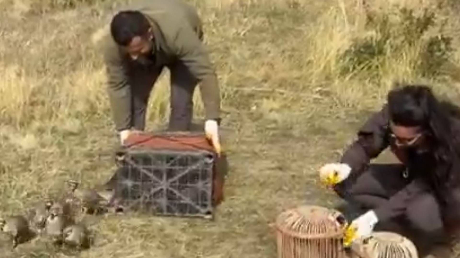Bitlis’te Kaçak Avlanan Keklikler Doğaya Kavuştu