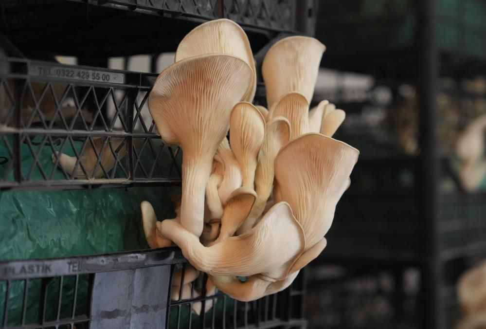 İstiridye Mantarının Tadını Merak Ettiler, Kendi Üretimlerini Kurdular 1