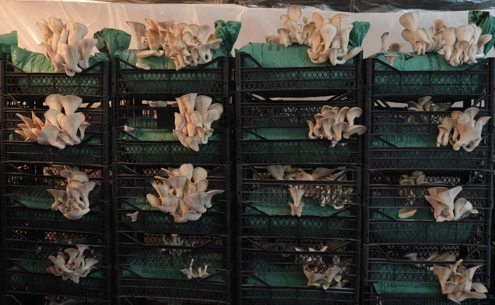 İstiridye mantarının tadını merak ettiler, kendi üretimlerini kurdular