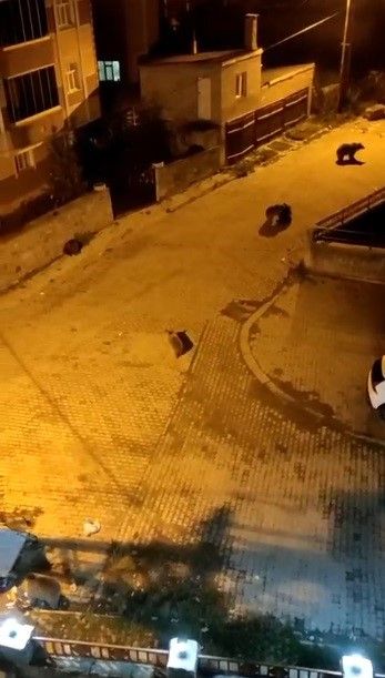 Kars'ta Şaşırtan Görüntü! 7 Ayı Aynı Anda Mahalleye Indi-1