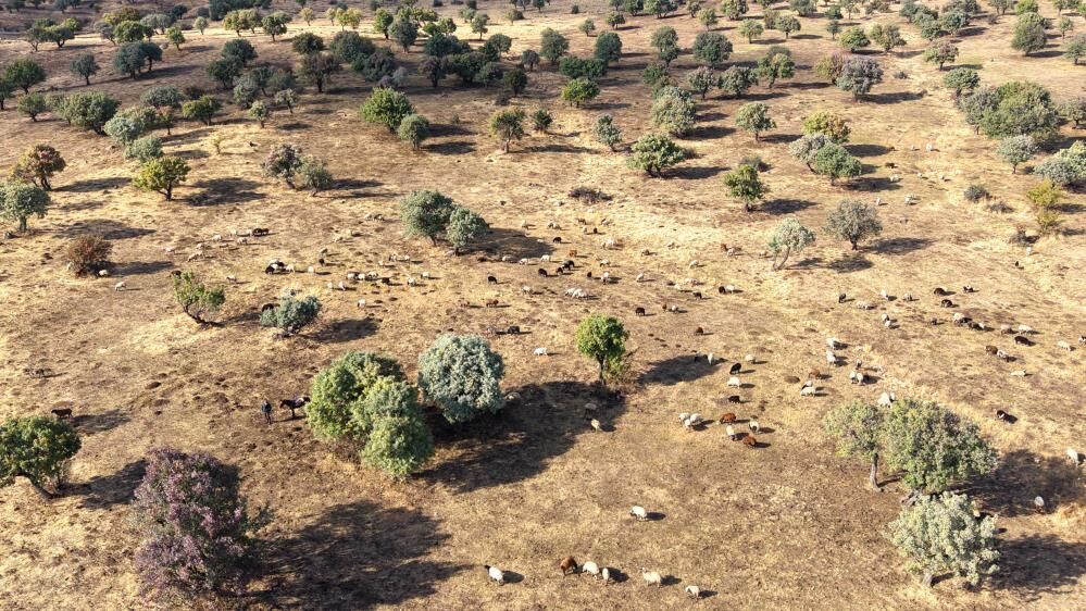 Muş'ta 150 Bin Ağaçtan Geriye 110 Bin Kaldı Koruma Çağrısı 1
