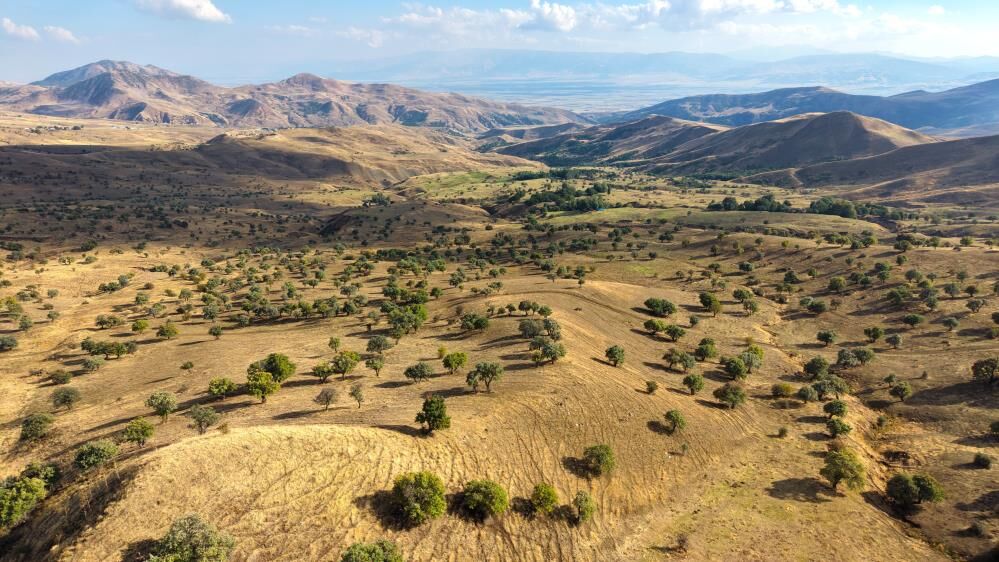 Muş'ta 150 Bin Ağaçtan Geriye 110 Bin Kaldı Koruma Çağrısı 3