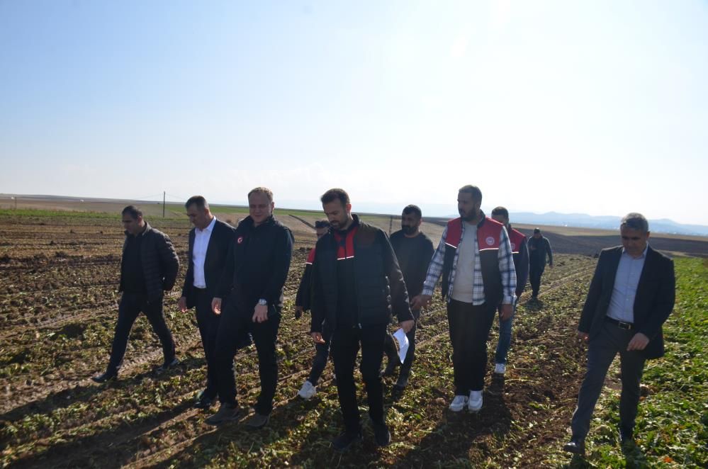 Muş'un Tarımsal Gücü Tarlalarda Bulanık'ta Pancar Mesaisi 1