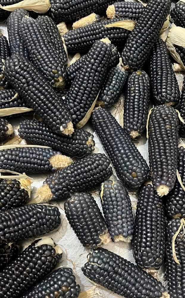 Oltu Taşına Benzeyen Mısır! Erzurum'da Görenler Şaşırıyor