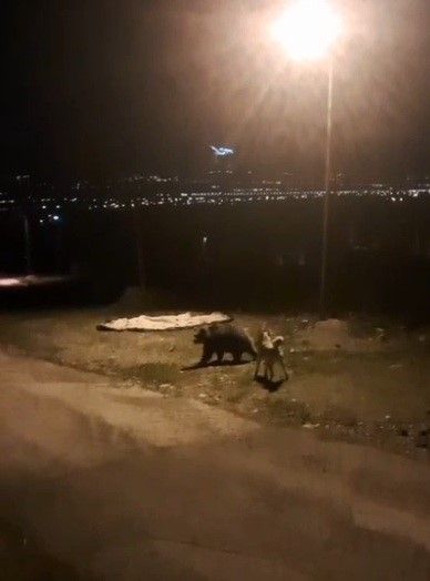 Önce Ayılar, Şimdi Tilkiler Dikkat Çeken Görüntüler 1