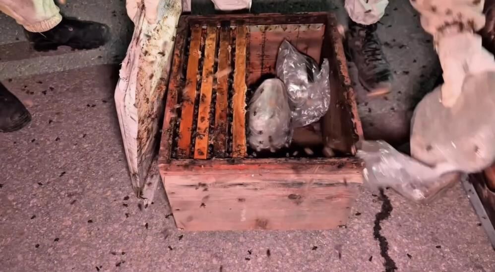 Şaşırtan Yöntem! Uyuşturucuyu Arı Kovanlarının Arasına Sakladılar 1