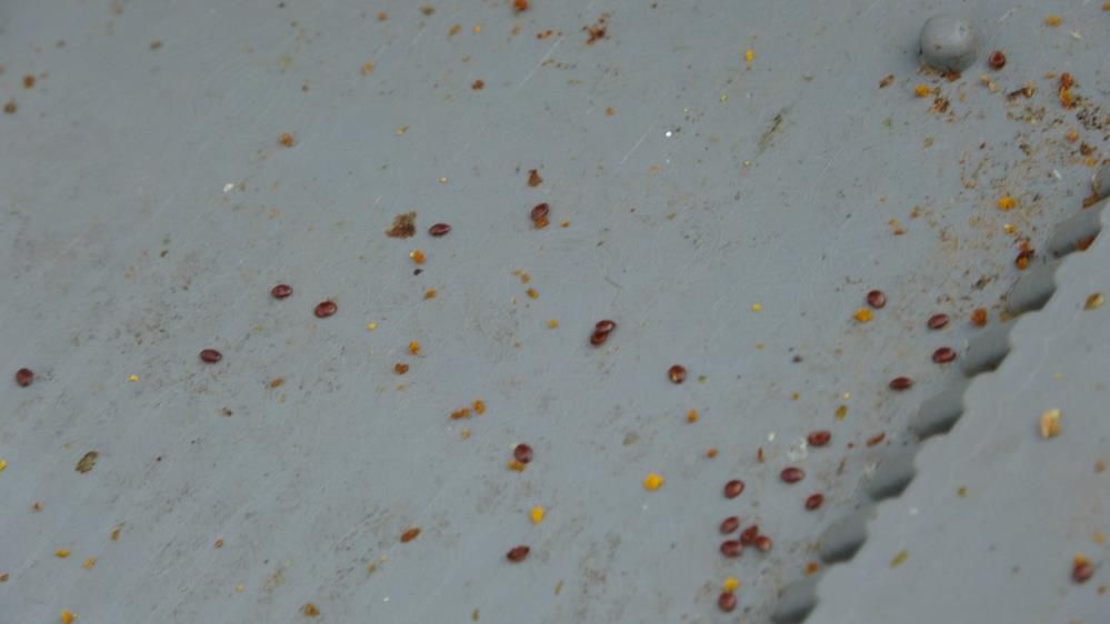 Varroa Paraziti Arı Kolonilerini Tehdit Ediyor 1
