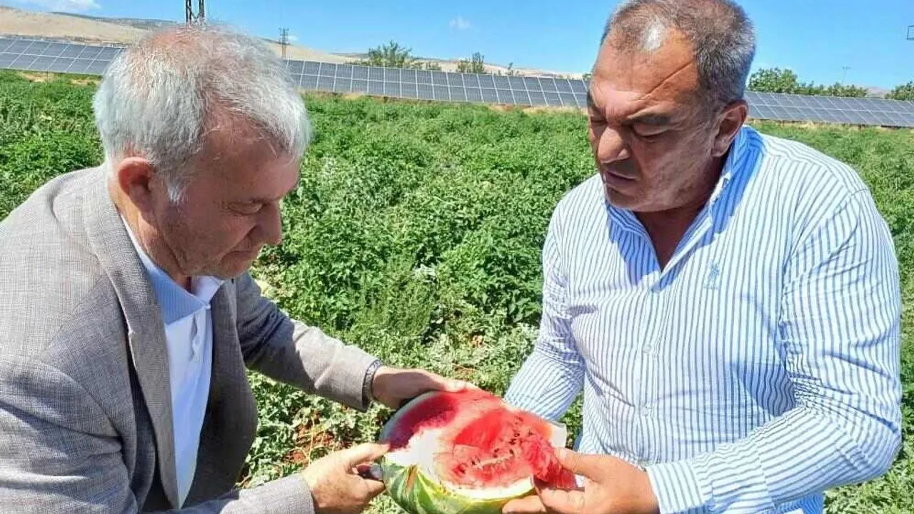 2025 Karpuz Hasadı Başladı: Tarladan Tezgaha Farklı Fiyatlar