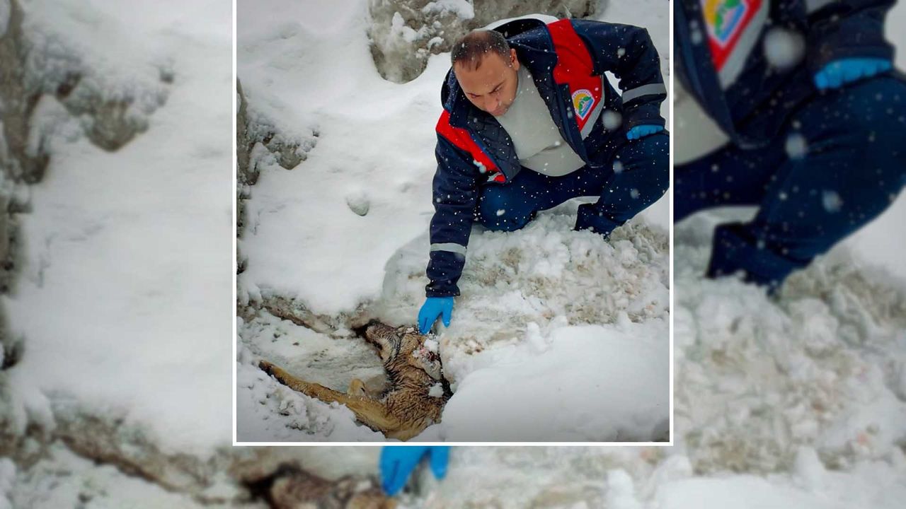 Bitlis'te Yaralı Halde Bulunan Kurt, Koruma Altına Alındı