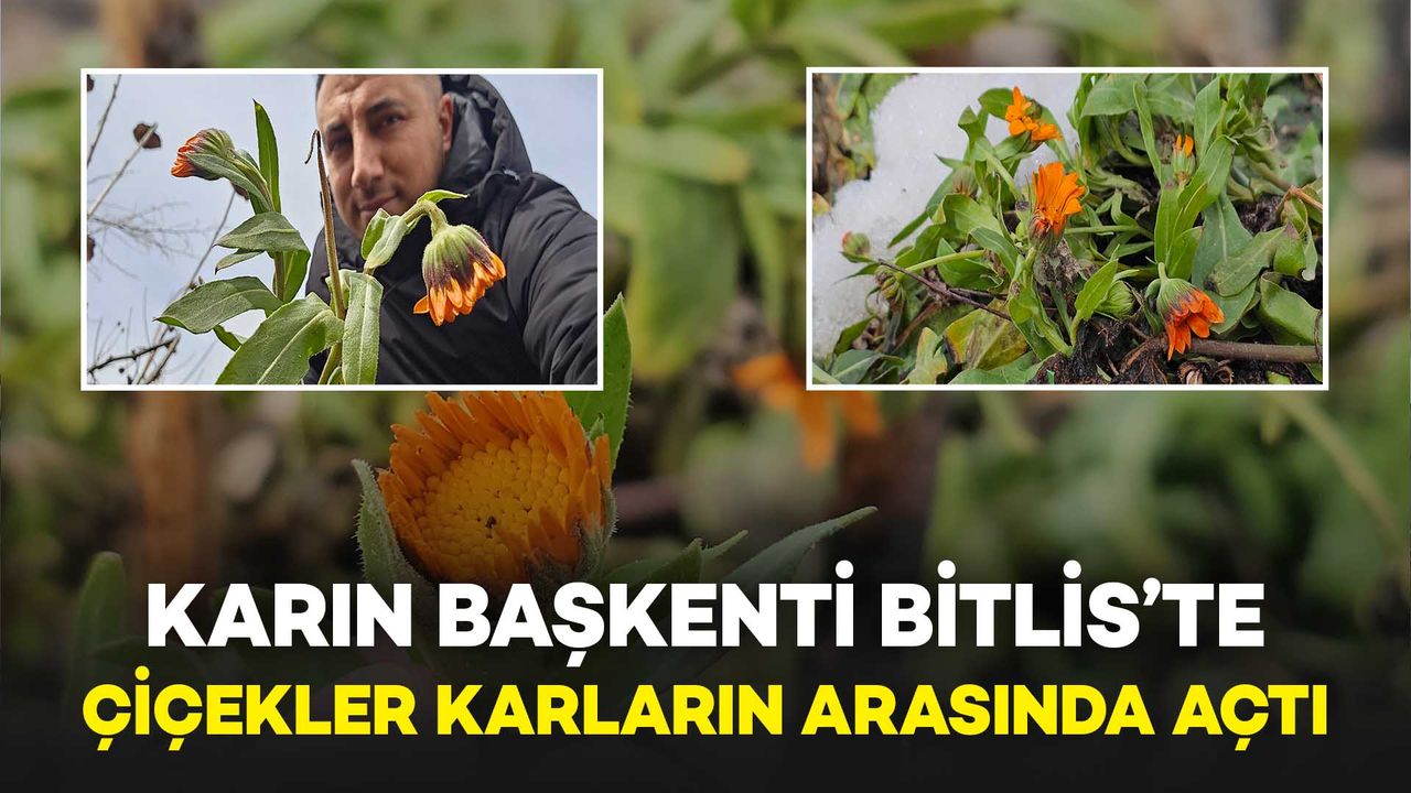 Karın Başkenti Bitlis’te Şubat Sürprizi: Çiçekler Karların Arasında Açtı