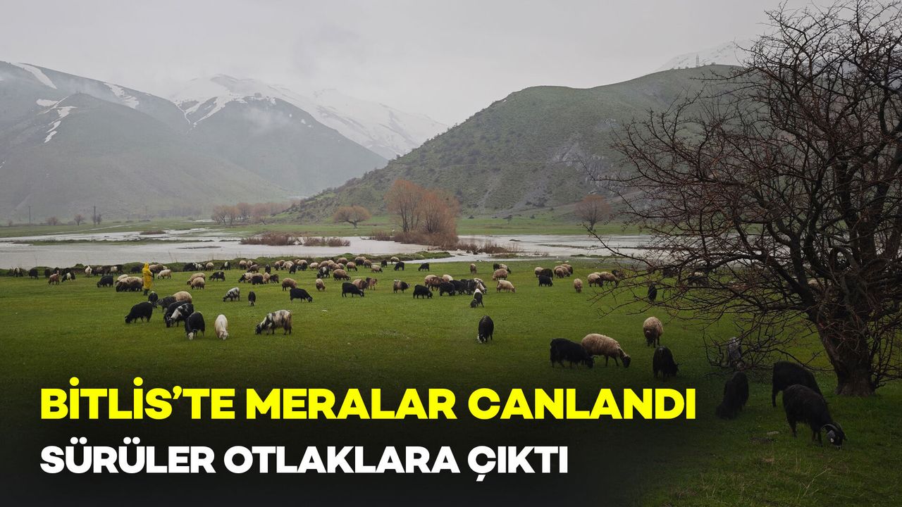 Bitlis’te Meralar Canlandı: Sürüler Otlaklara Çıktı