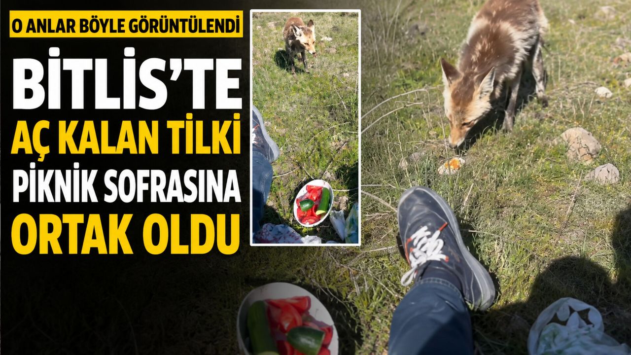 Bitlis'te Aç Kalan Tilki Piknik Sofrasına Ortak Oldu: O Anlar Böyle Görüntülendi