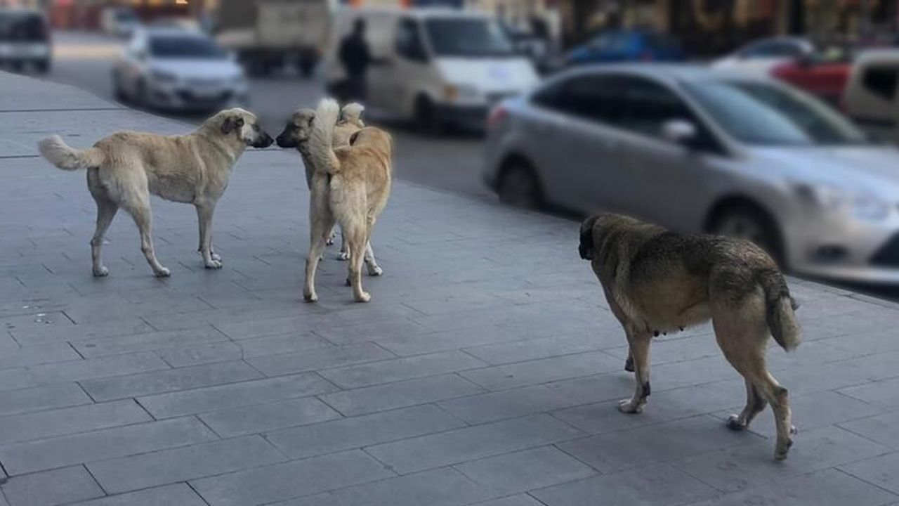 Bitlis'te sokak köpekleri yıl sonuna kadar barınaklara alınacak