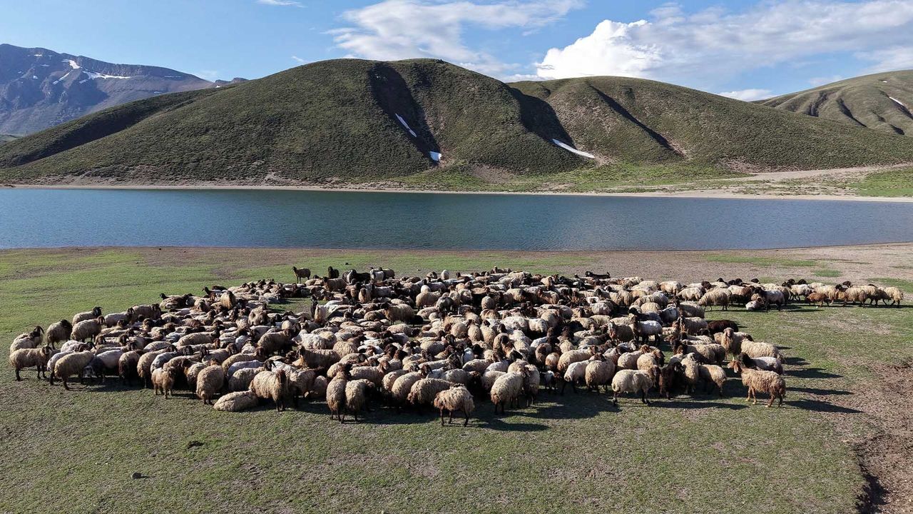 Göçerler Yayla Sezonunu Bitlis’te Açtı