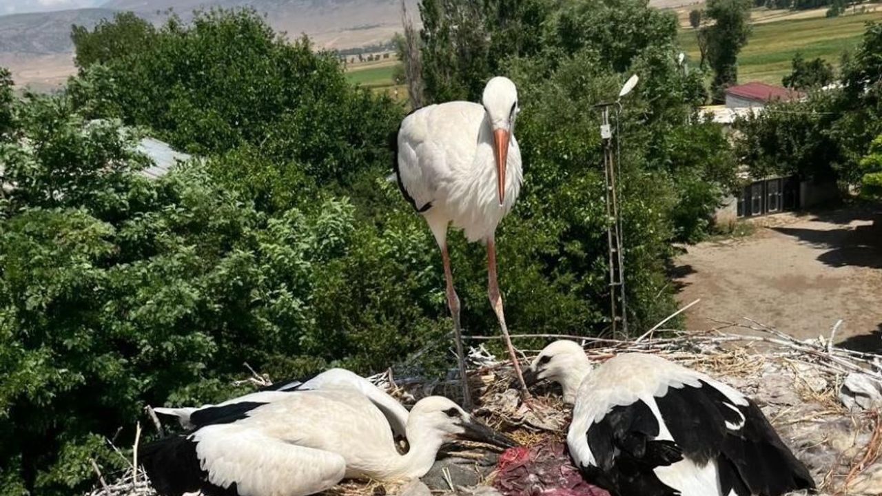 Bitlis'te yaralı leylek ve yavrularına şefkat eli