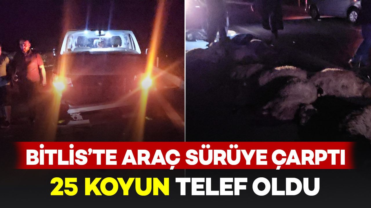 Bitlis'te hafif ticari araç sürüye çarptı: 25 koyun telef oldu